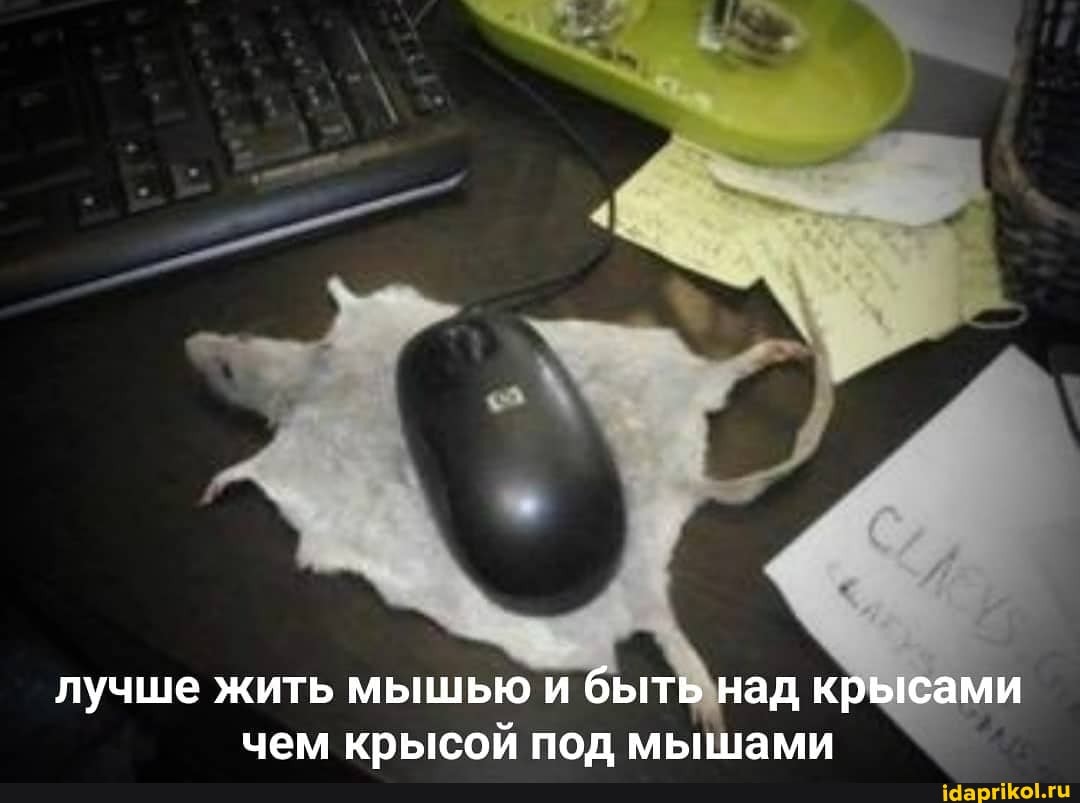 лучше жить мышью и быть над крысами чем крысой под мышами