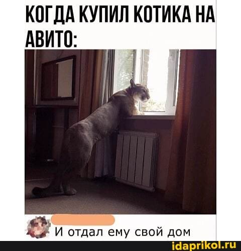 КОГДА КУПИЛ КОТИКА НА АВИТО: