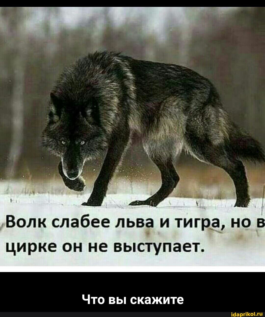 'Волк слабее льва и тигра, но цирке он не выступает.
Что вы скажите - Что вы скажите