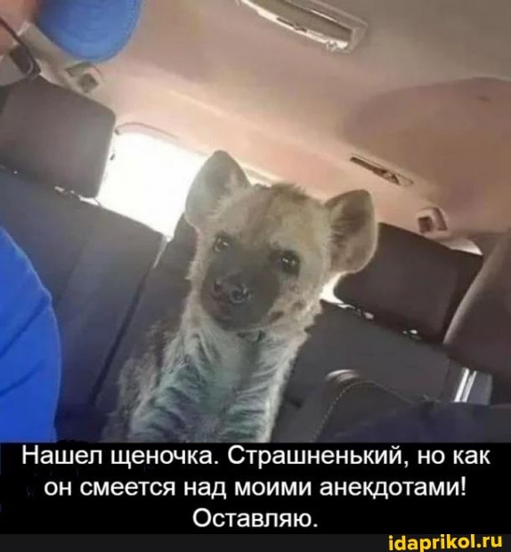 Нашел щеночка. Страшненький, но как он смеется над моими анекдотами!
Оставляю.