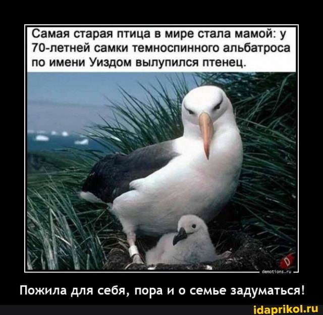 Самая старая птица в мире стала мамой: у
70-летней самки темноспинного альбатроса по имени Уиздом вылупился птенец.
Пожила для себя, пора и о семье задуматься!