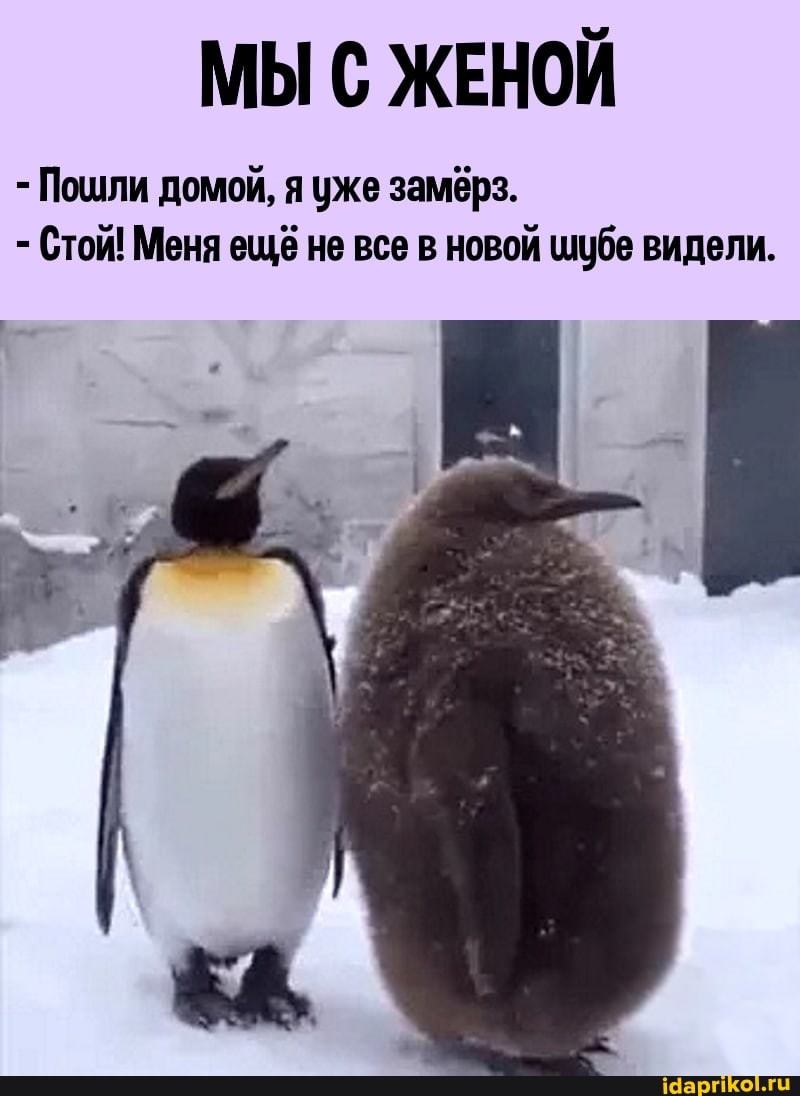 МЫ С ЖЕНОЙ
- Пошли домой, я уже замёрз.
- Стой! Меня ещё не все в новой шубе видели.