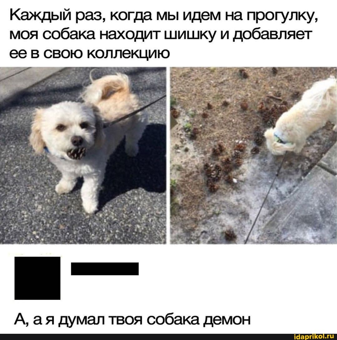 Каждый раз, когда мы идем на прогулку, моя собака находит шишку и добавляет ее в свою коллекцию
А, ая думал твоя собака демон