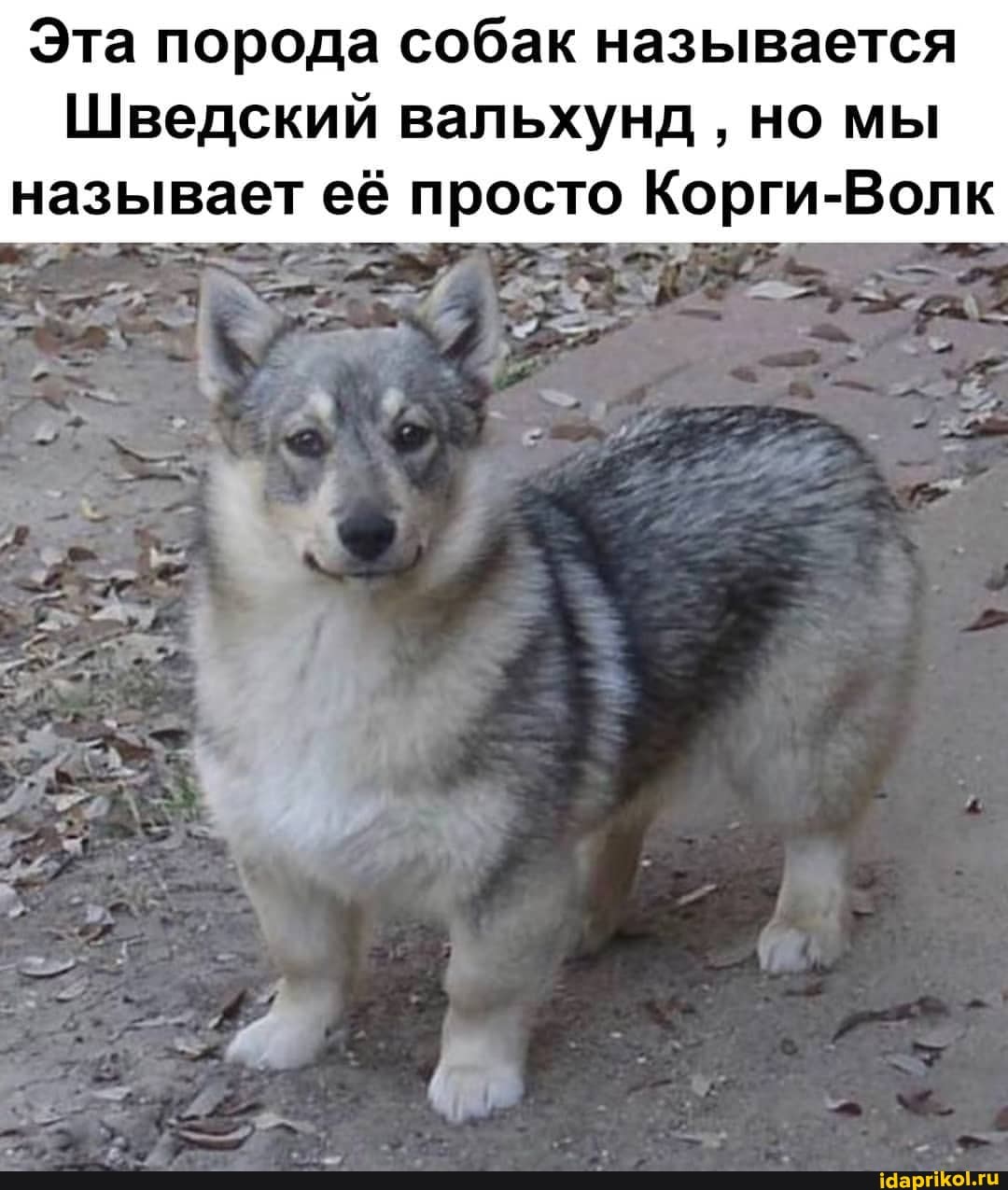 Эта порода собак называется
Шведский вальхунд но мы называет её просто Корги-Волк
