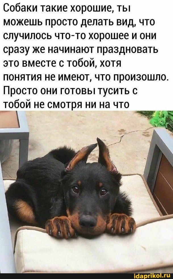 Собаки такие хорошие, ты можешь просто делать вид, что случилось что-то хорошее и они сразу же начинают праздновать это вместе с тобой, хотя
понятия не имеют, что произошло.
Просто они готовы тусить с тобой не смотря ни на что