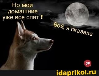 Но мои домашние уже все спят!
Казала