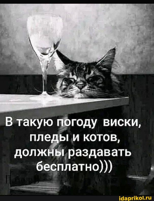 В такую погоду виски, пледы и котов, должны раздавать бесплатно)))