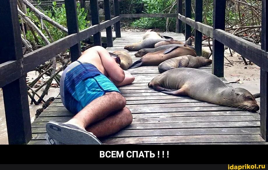 ВСЕМ СПАТЬ - ВСЕМ СПАТЬ ! ! !