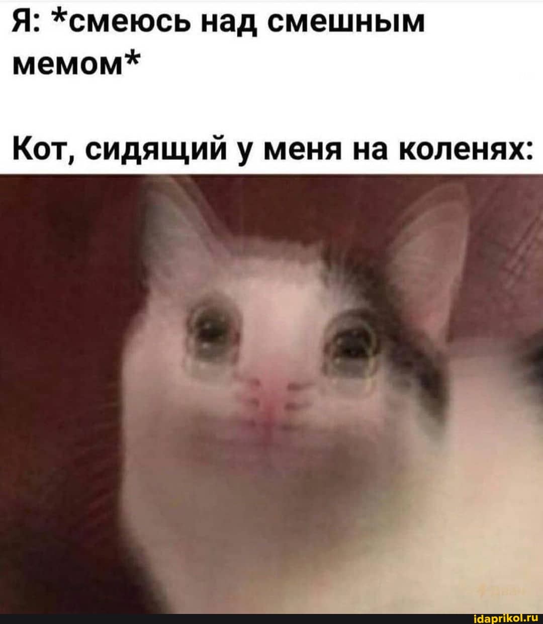 Я: *смеюсь над смешным мемом*
Кот, сидящий у меня на коленях:
