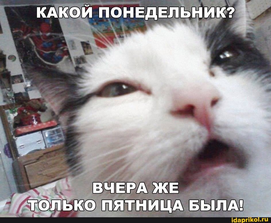 КАКОЙ ПОНЕДЕЛЬНИК?
ВЧЕРА ЖЕ ТОЛЬКО ПЯТНИЦА БЫЛА!