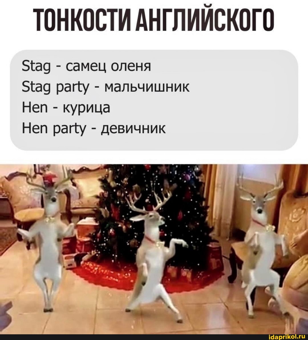 ТОНКОСТИ АНГЛИЙСКОГО
Зад - самец оленя
Зад рацу - мальчишник
Неп - курица
Неп раку - девичник