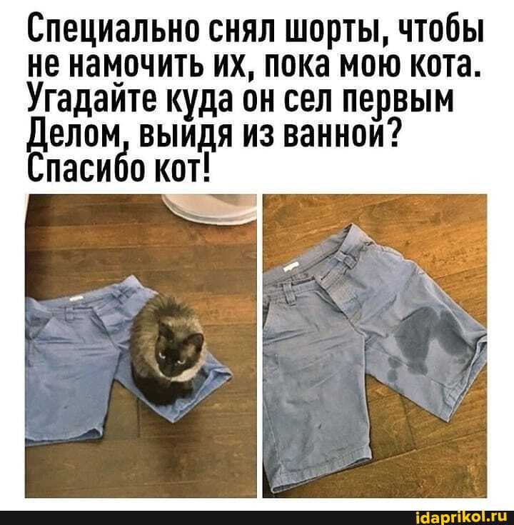 Специально снял шорты, чтобы не намочить их, пока мою кота.
Угадайте елом куда он из сел первым
Делом ВЫЙДЯ из ванной?
Спасибо кот!