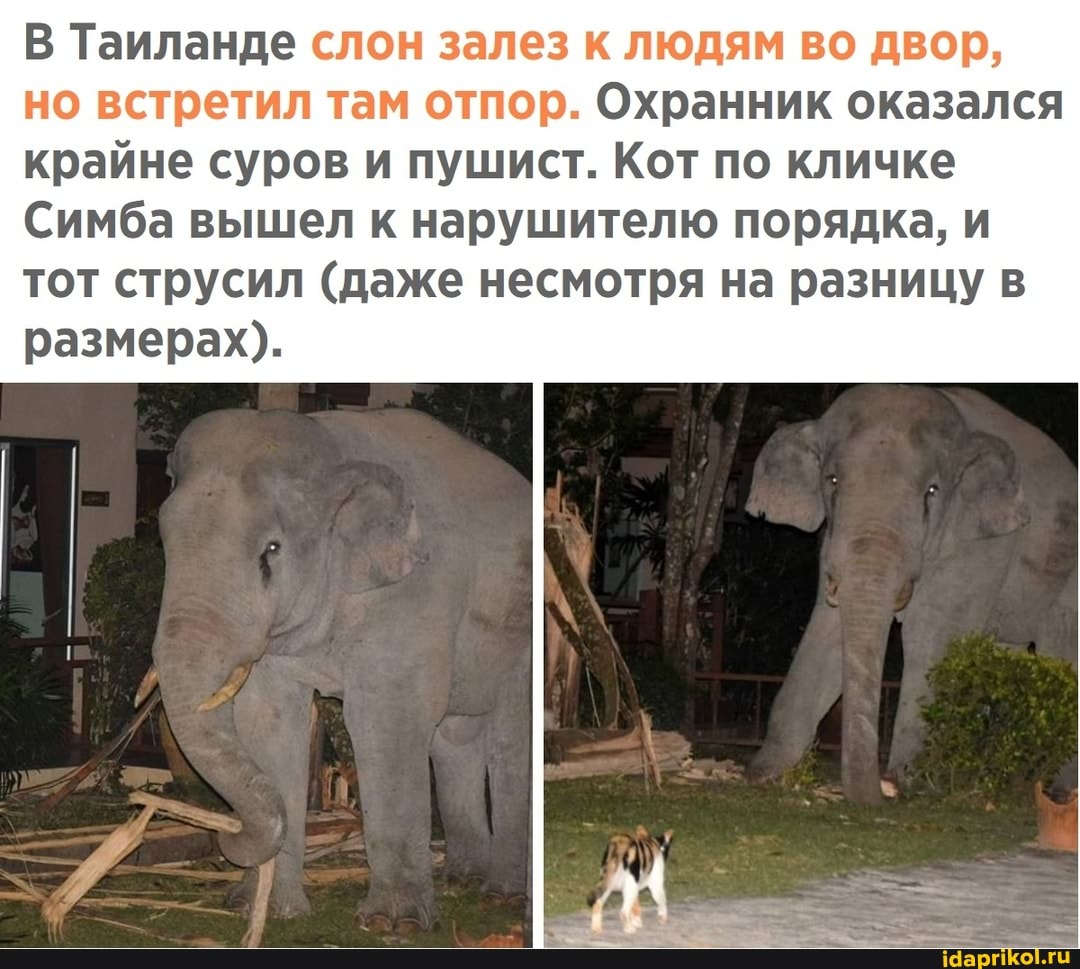 В Таиланде слон залез к людям во двор, но встретил там отпор. Охранник оказался крайне суров и пушист. Кот по кличке
Симба вышел к нарушителю порядка, и тот струсил (даже несмотря на разницу в размерах).