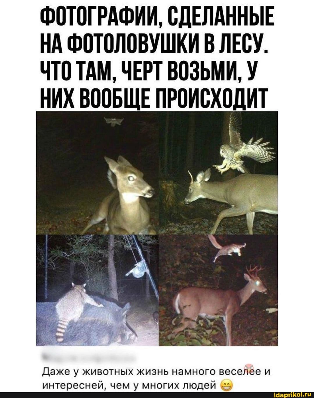 ФОТОГРАФИИ, СДЕЛАННЫЕ НА ФОТОЛОВУШКИ В ЛЕСУ.
ЧТО ТАМ, ЧЕРТ ВОЗЬМИ, У
НИХ ВООБЩЕ ПРОИСХОДИТ
