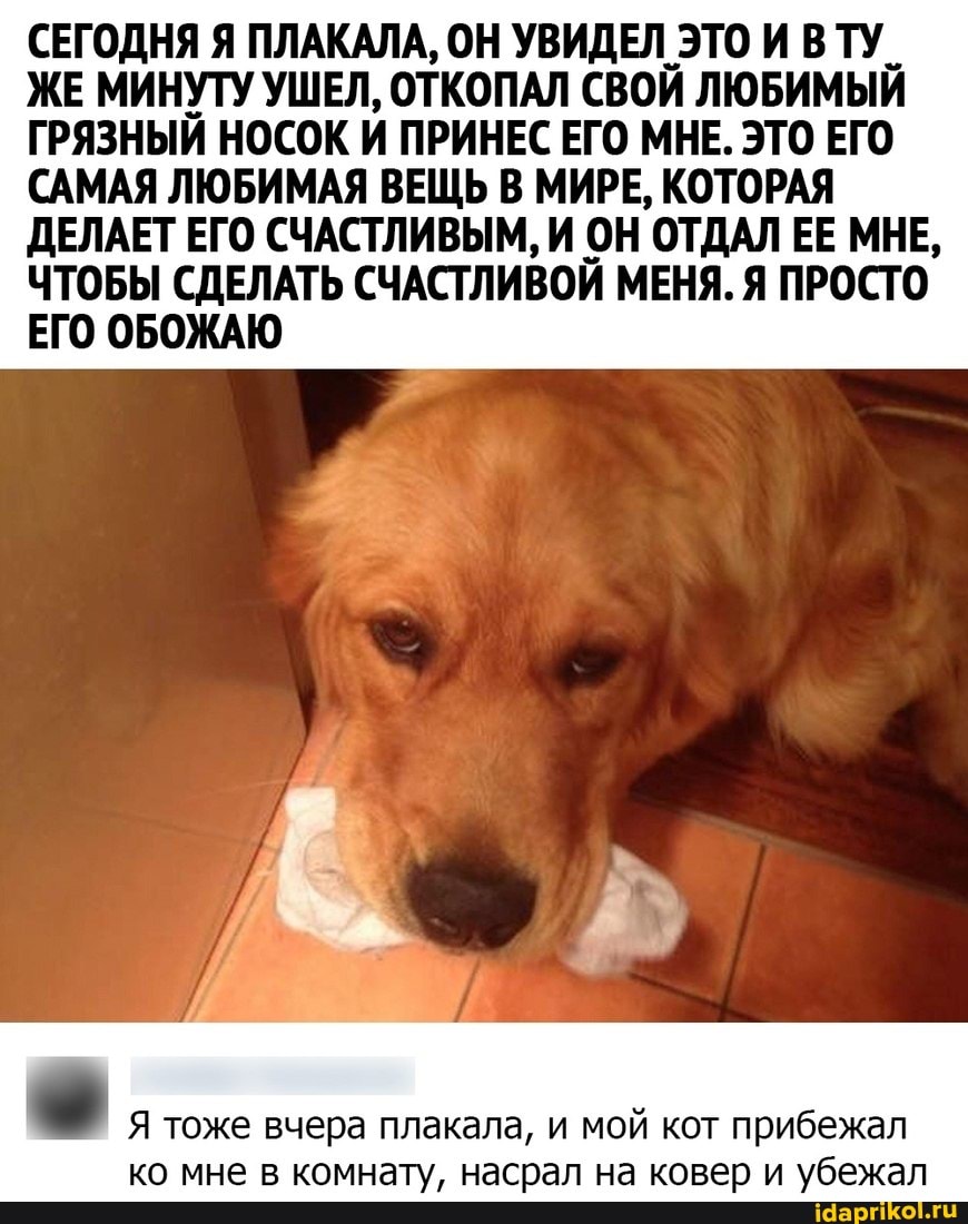 СЕГОДНЯ Я ПЛАКАЛА, ОН УВИДЕЛ ЭТО И ВТУ_
ЖЕ МИНУТУ УШЕЛ, ОТКОПАЛ СВОЙ ЛЮБИМЫЙ ГРЯЗНЫЙ НОСОК И ПРИНЕС ЕГО МНЕ. ЭТО ЕГО САМАЯ ЛЮБИМАЯ ВЕЩЬ В МИРЕ, КОТОРАЯ ДЕЛАЕТ ЕГО СЧАСТЛИВЫМ, И ОН ОТДАЛ ЕЕ МНЕ,
ЧТОБЫ СДЕЛАТЬ СЧАСТЛИВОЙ МЕНЯ. Я ПРОСТО ЕГО ОБОЖАЮ
Я тоже вчера плакала, и мой кот прибежал ко мне в комнату, насрал на ковер и убежал