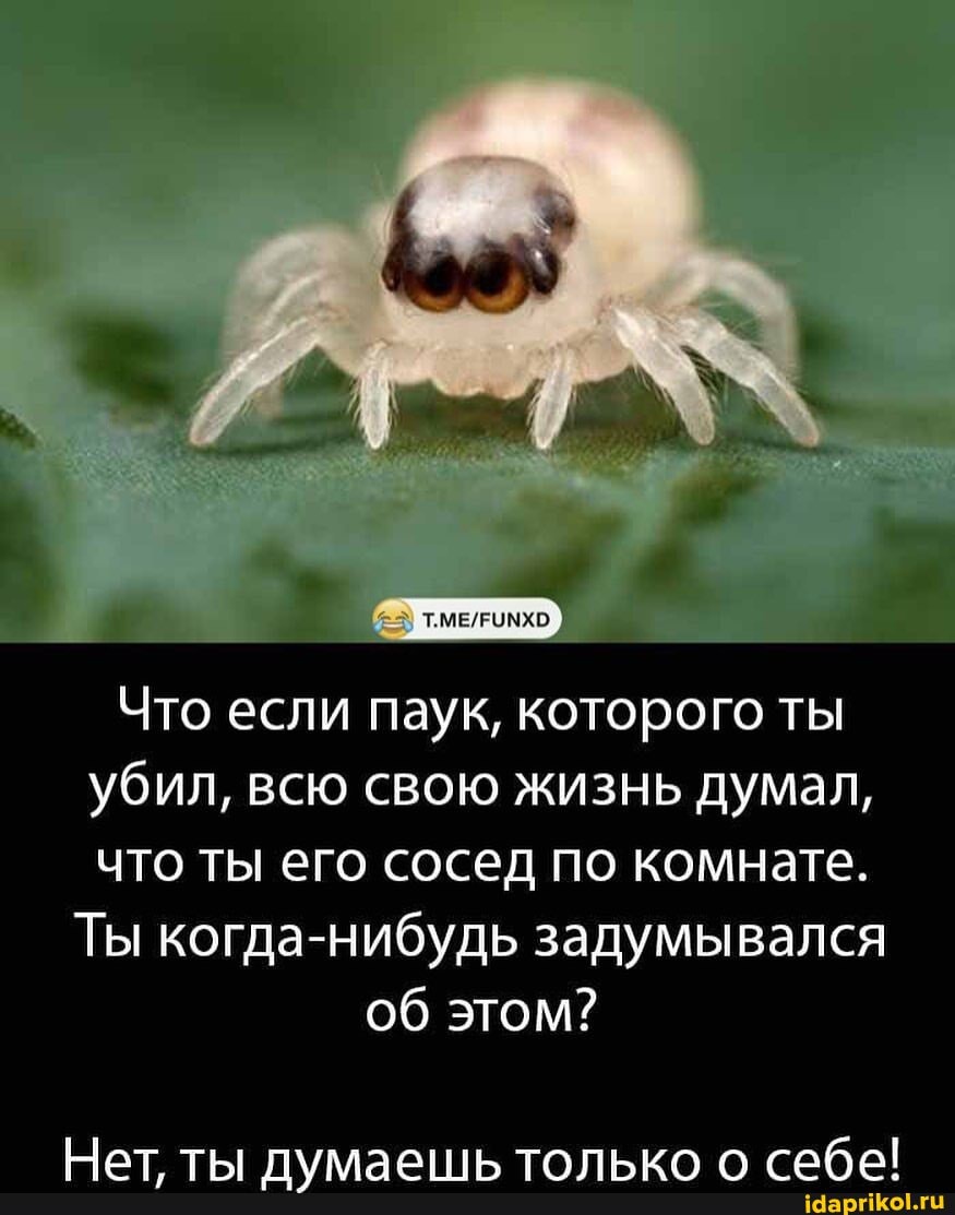 Что если паук, которого ты убил, всю свою жизнь думал, что ты его сосед по комнате.
Ты когда-нибудь задумывался об этом?
тег саба!