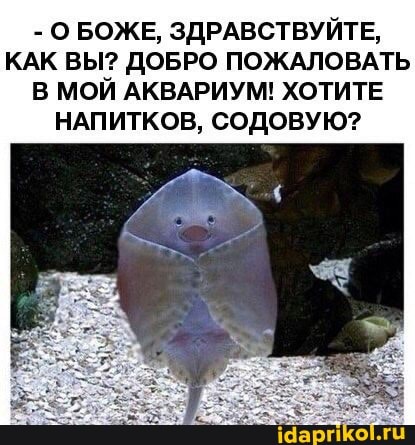 - О БОЖЕ, ЗДРАВСТВУЙТЕ,
КАК ВЫ? ДОБРО ПОЖАЛОВАТЬ В МОЙ АКВАРИУМ! ХОТИТЕ
НАПИТКОВ, СОДОВУЮ?