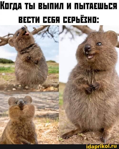 КОГДА ТЫ ВЫПИЛ И ПЫТАЕШЬСЯ
ВЕСТИ СЕБЯ СЕРЬЁЗНО: