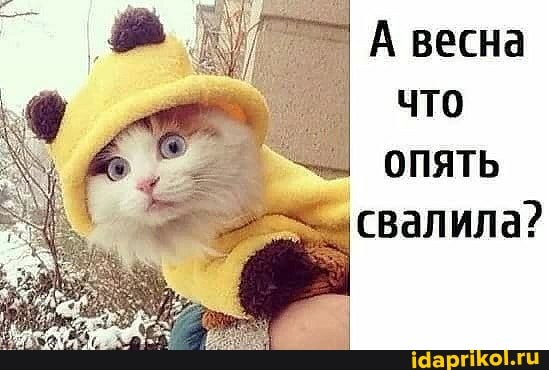 А весна
что
опять свалила?