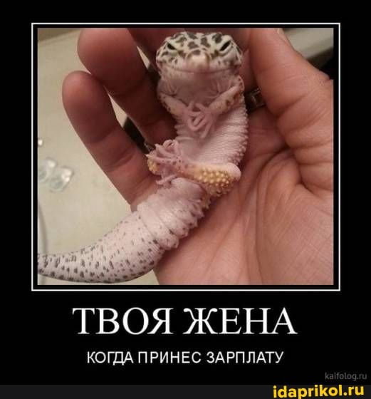 ТВОЯ ЖЕНА
КОГДА ПРИНЕС ЗАРПЛАТУ
