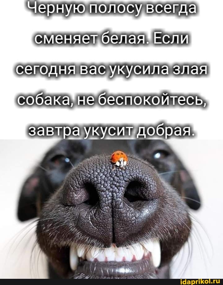 Черную полосу всегда сменяет белая. Если сегодня вас укусила злая
собака, не беспокойтесь,
завтра укусит добрая.