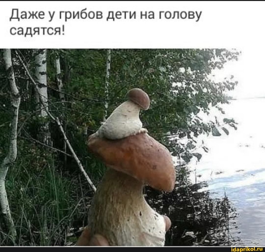 Даже у грибов дети на голову садятся!