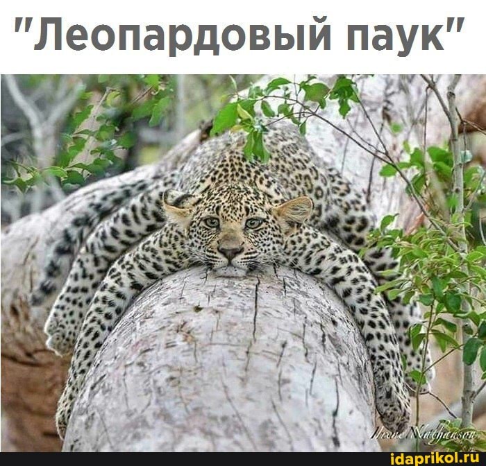 "Леопардовый паук"