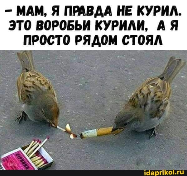 МАМ, Я ПРАВДА НЕ КУРИЛ.
ЭТО ВОРОБЬИ КУРИЛИ, АЯ ПРОСТО РЯДОМ СТОЯЛ