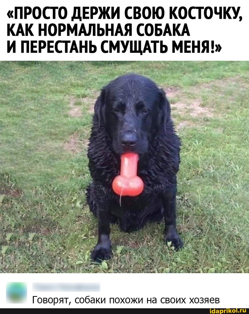 "ПРОСТО ДЕРЖИ СВОЮ КОСТОЧКУ,
КАК НОРМАЛЬНАЯ СОБАКА И ПЕРЕСТАНЬ СМУЩАТЬ МЕНЯ!"
Говорят, собаки похожи на своих хозяев