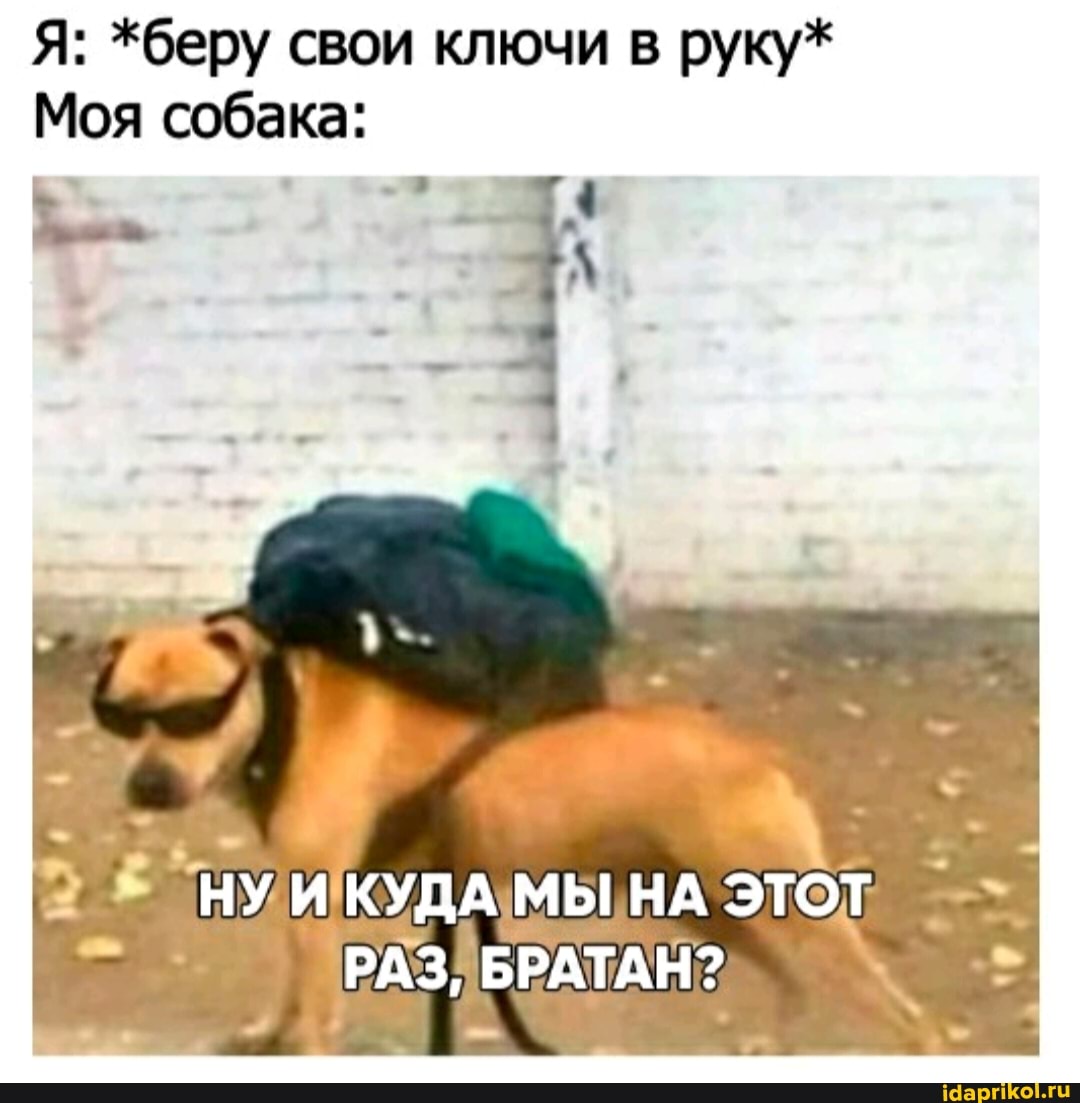 Я: *беру свои ключи в руку*
Моя собака:
НУ И КУДА МЫ НА ЭТОТ РАЗ, БРАТАН?