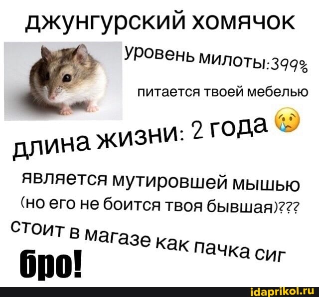 джунгурский хомячок
Уровень
питается твоей мебелью
I . года
ЖИЗНИ: длина
является мутировшей мышью
(но его не боится твоя бывшая)???
СТОИТ в магазе
как пачка сиг