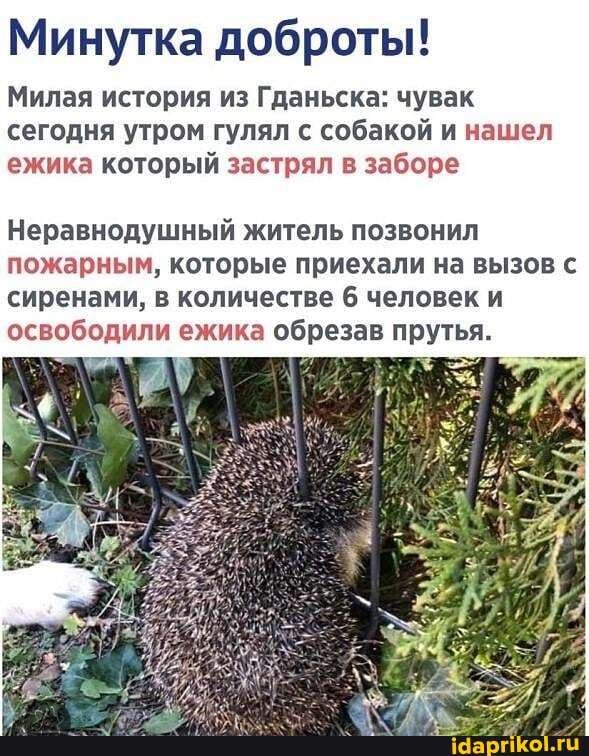 Минутка доброты!
Милая история из Гданьска: чувак сегодня утром гулял с собакой и нашел ежика который застрял в заборе
Неравнодушный житель позвонил пожарным, которые приехали на вызов с сиренами, в количестве 6 человек и освободили ежика обрезав прутья.