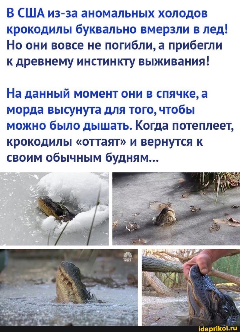 В США из-за аномальных холодов крокодилы буквально вмерзли в лед!
Но они вовсе не погибли, а прибегли к древнему инстинкту выживания!
На данный момент они в спячке, а морда высунута для того, чтобы можно было дышать. Когда потеплеет, крокодилы "оттаят" и вернутся к своим обычным будням...