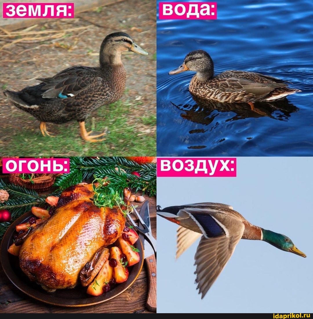 земля: вода:
ОГОНЬ: воздух: