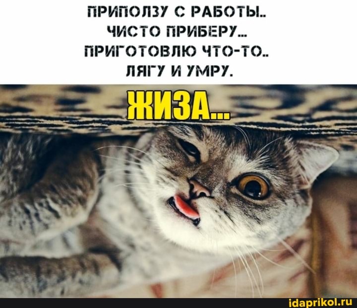 ПРИПОЛЗУ С РАБОТЫ...
ЧИСТО ПРИБЕРУ...
ПРИГОТОВЛЮ ЧТО-ТО...
ЛЯГУ И УМРУ.