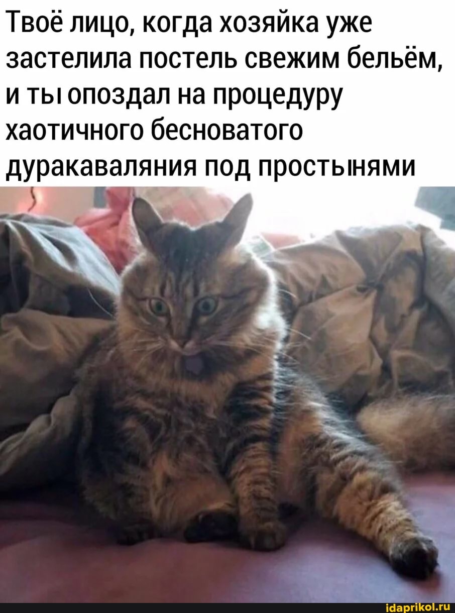 Твоё лицо, когда хозяйка уже застелила постель свежим бельём, и ты! опоздал на процедуру хаотичного бесноватого дуракаваляния под простынями