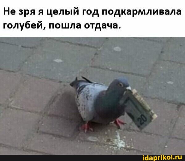 Не зря я целый год подкармливала голубей, пошла отдача.