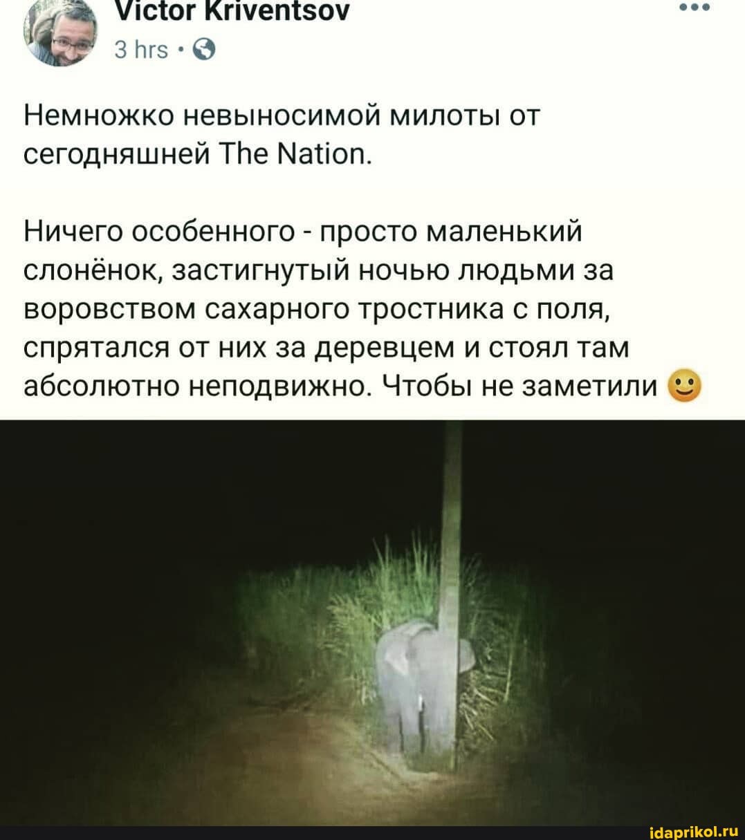 Немножко невыносимой милоты от сегодняшней ТВе МаНоп.
Ничего особенного - просто маленький слонёнок, застигнутый ночью людьми за воровством сахарного тростника с поля, спрятался от них за деревцем и стоял там абсолютно неподвижно. Чтобы не заметили