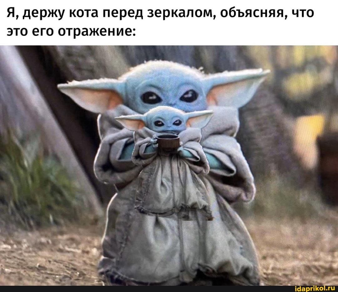 Я, держу кота перед зеркалом, обясняя, что это его отражение: