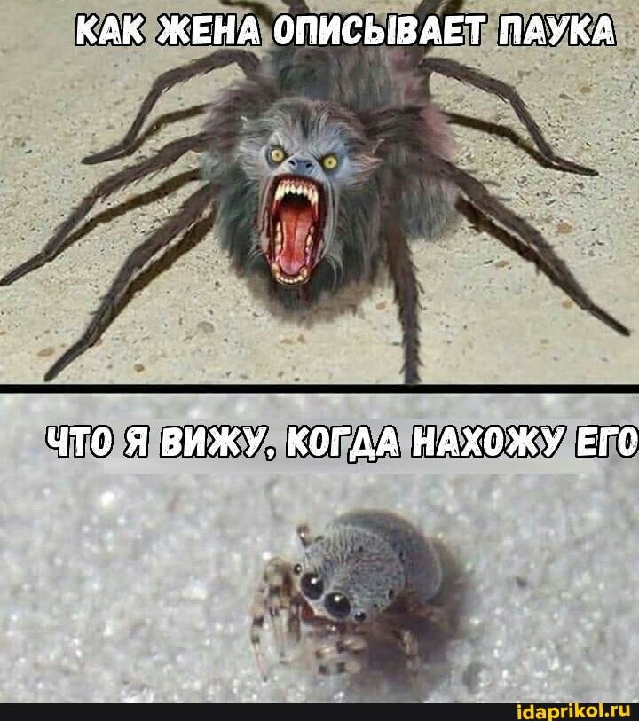 КАК ЖЕНА ОПИСЫВАЕТ ПАУКА
ЧТО Я ВИЖУ, КОГДА НАХОЖУ ЕГС