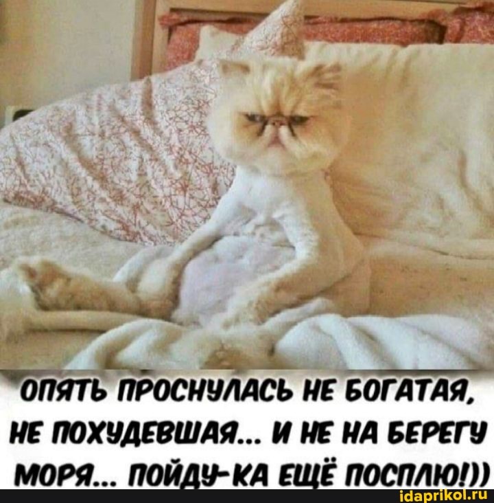 Пришла из магазина и разбудила лентяя Пришла из магазина и разбудила лентяя