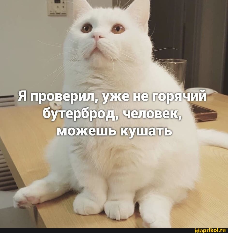 Я проверил, уже не горячий бутерброд, человек, можешь кушать