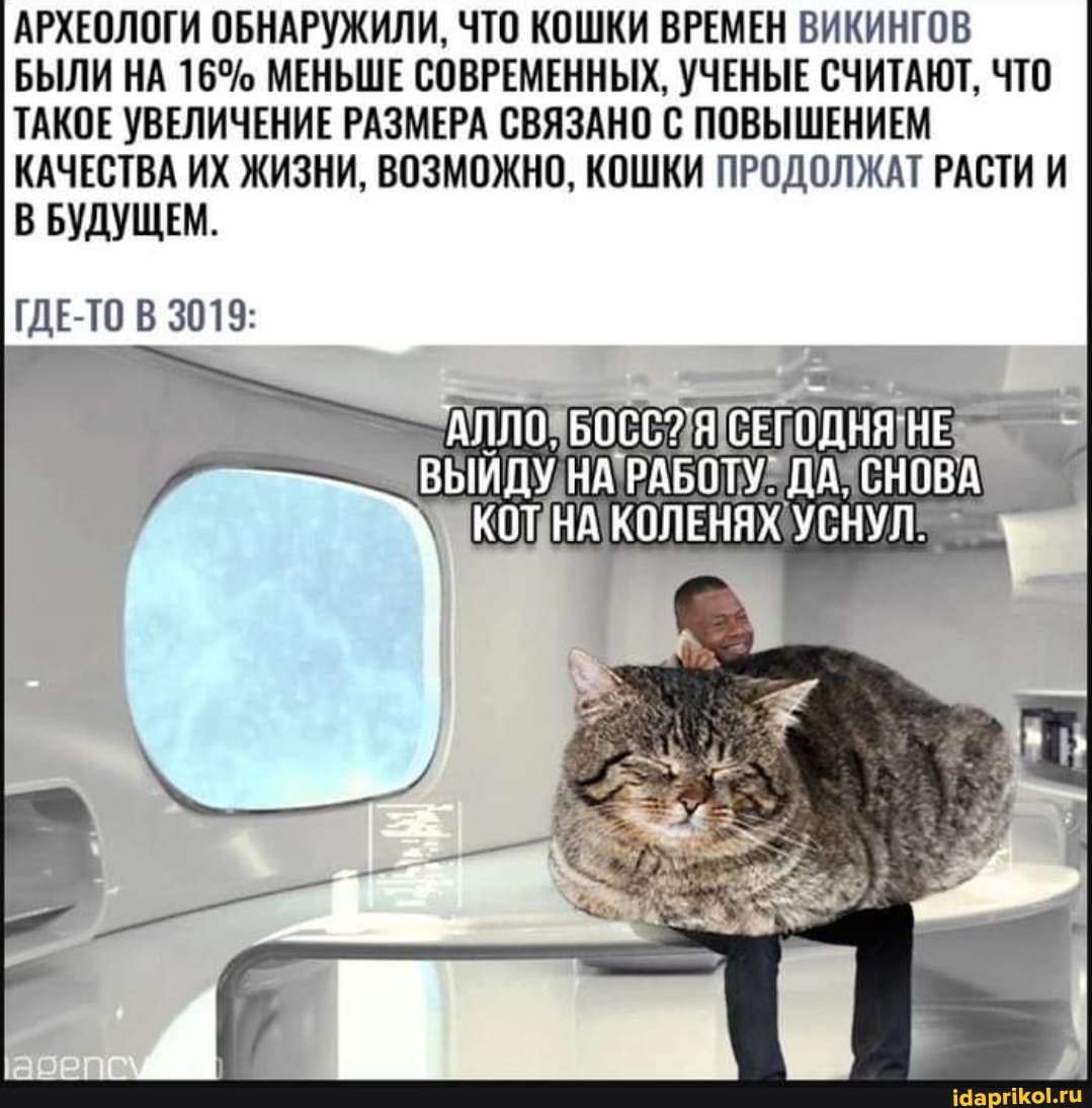 АРХЕОЛОГИ ОБНАРУЖИЛИ, ЧТО КОШКИ ВРЕМЕН ВИКИНГОВ БЫЛИ НА 16% МЕНЬШЕ СОВРЕМЕННЫХ, УЧЕНЫЕ СЧИТАЮТ, ЧТО ТАКОЕ УВЕЛИЧЕНИЕ РАЗМЕРА СВЯЗАНО С ПОВЫШЕНИЕМ КАЧЕСТВА ИХ ЖИЗНИ, ВОЗМОЖНО, КОШКИ ПРОДОЛЖАТ РАСТИ И
В БУДУЩЕМ.
ГДЕ-ТО В 3013:
СНОВА