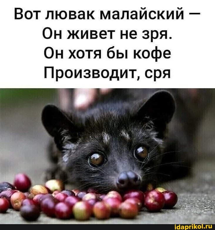 Вот лювак малайский -
Он живет не зря.
Он хотя бы кофе
Производит, сря