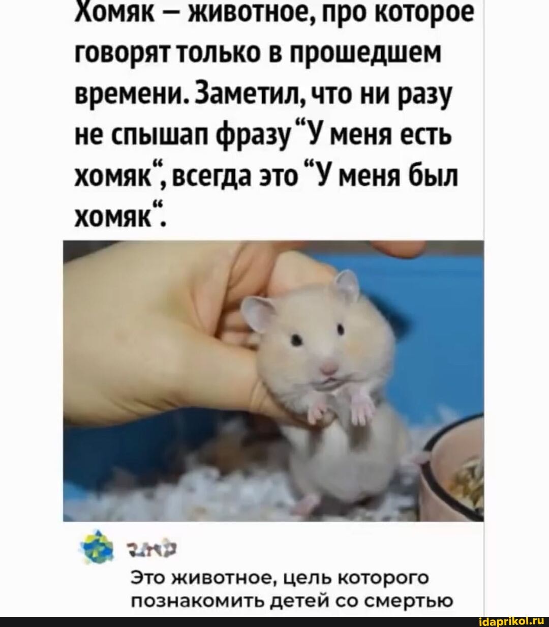 ломяк - животное, про которое
говорят только в прошедшем времени. Заметил, что ни разу не спышап фразу "У меня есть хомяк`, всегда это "У меня был хомяк`.
Это животное, цель которого познакомить петей со смертью