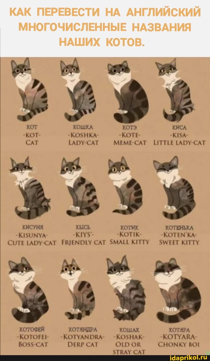 HA
KOTOB.
hOT
KOWKA EAT MEME-CAT LITTLE LADY-CAT
KBICL
-KOTEN'KA-
CUTE LADY-CAT FRJENDLY CAT SMALL KITTY SWEET KITTY
-KOTYANDRA- -KOSHAK- ~KOTYARA-
ROSS CAT DERP CAT OLD OR CHONKY BO
KOTAPA
STRAY CAT