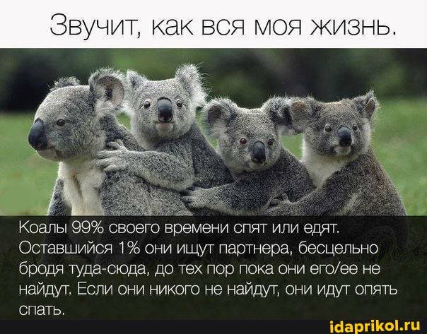 Звучит, как вся моя жизнь.
Коалы 99% своего времени спят или едят,
Оставшийся 1% они ищут партнера, бесцельно бродя туда-сюда, до тех пор пока они не найдут. Если они никого не найдут, они идут опять
спать.
