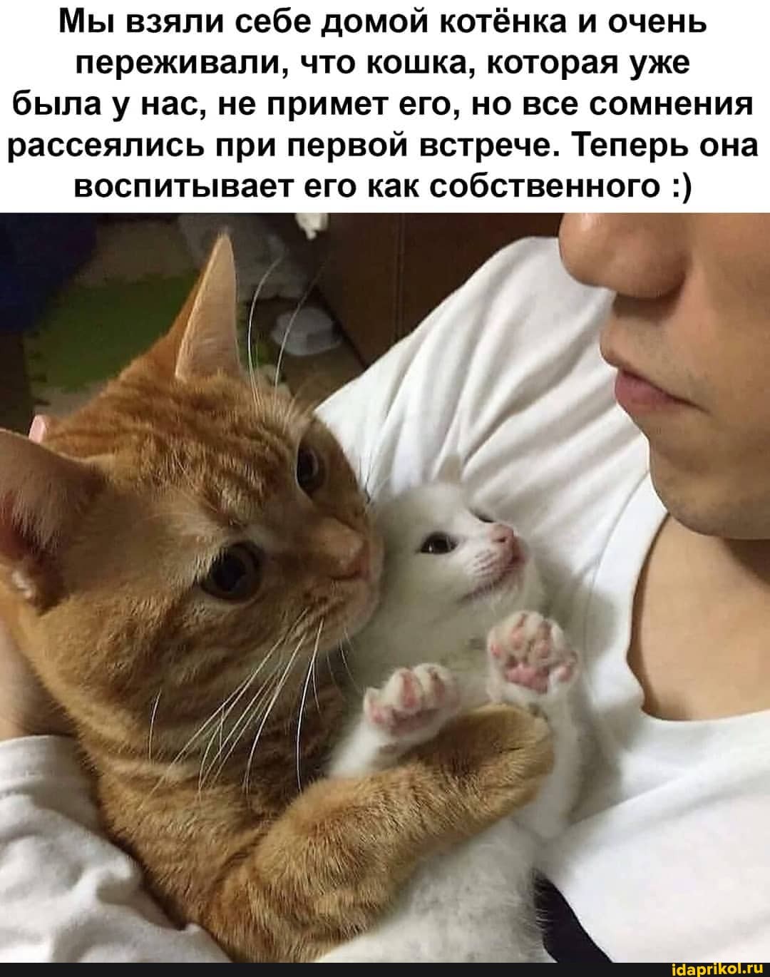 Мы взяли себе домой котёнка и очень
переживали, что кошка, которая уже
была нас, не примет его, но все сомнения
рассеялись при первой встрече. Теперь она воспитывает его как собственного