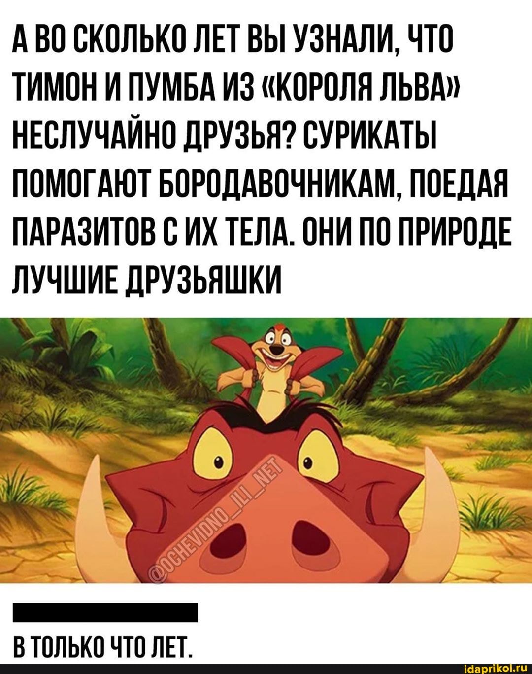 АВО СКОЛЬКО ЛЕТ ВЫ УЗНАЛИ, ЧТО
ТИМОН И ПУМБА ИЗ "КОРОЛЯ ЛЬВА"
НЕСЛУЧАЙНО ДРУЗЬЯ? СУРИКАТЫ
ПОМОГАЮТ БОРОДАВОЧНИКАМ, ПОЕДАЯ
ПАРАЗИТОВ С ИХ ТЕЛА. ОНИ ПО ПРИРОДЕ
