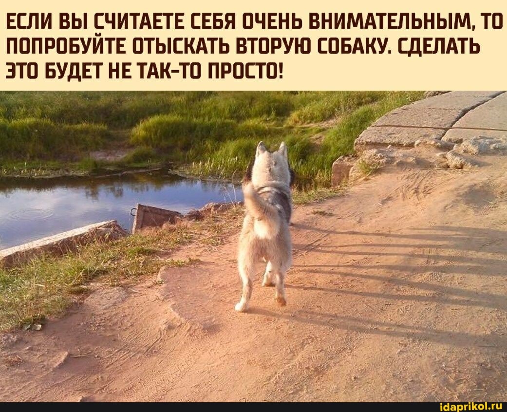 ЕСЛИ ВЫ СЧИТАЕТЕ СЕБЯ ОЧЕНЬ ВНИМАТЕЛЬНЫМ, ТО ПОПРОБУИТЕ ОТЫСКАТЬ ВТОРУЮ СОБАКУ. СДЕЛАТЬ ЭТО БУДЕТ НЕ ТАК-ТО ПРОСТО!